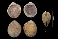 Neocrassina obliqua